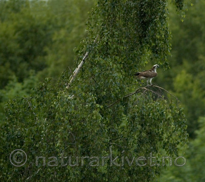 bb 06 0030 / Pandion haliaetus / Fiskeørn